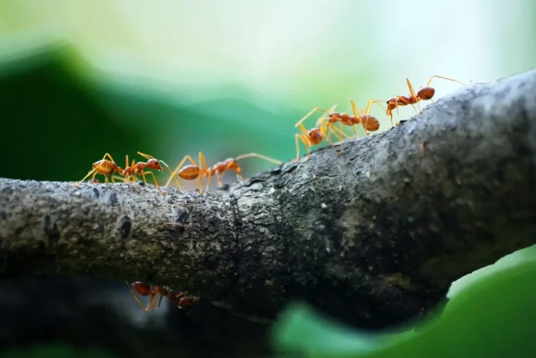 Usuwanie mrówek z mieszkania - skuteczne metody